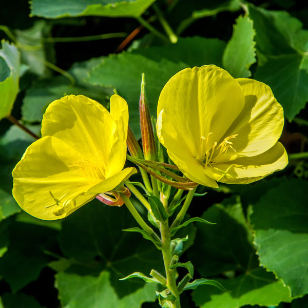 Common Evening Primrose