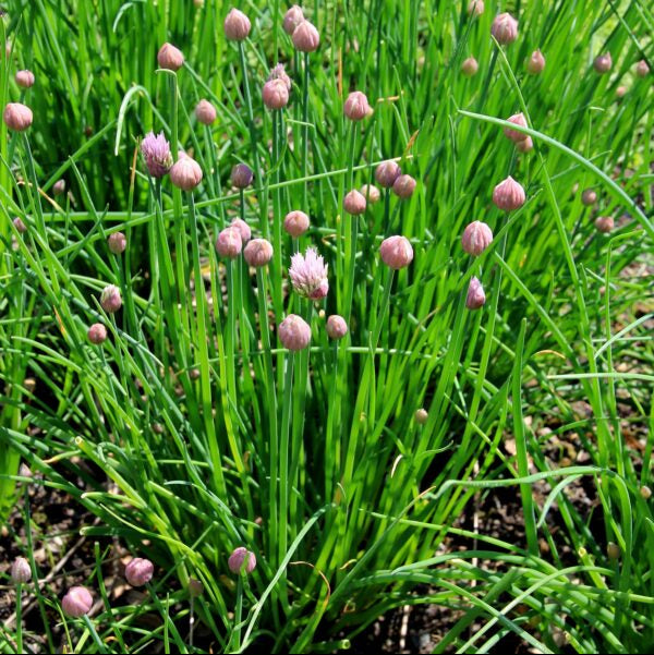 Chives