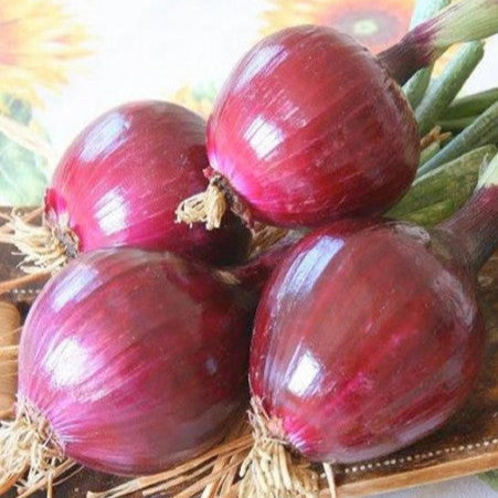 Red onion 'Rossa di Toscana Tonda'