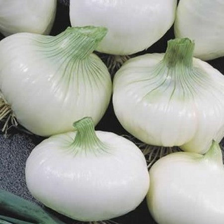 White onion 'Bianco Di Aprile San Michelle'