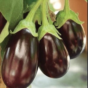 Eggplant 'Open OPhelia' organic