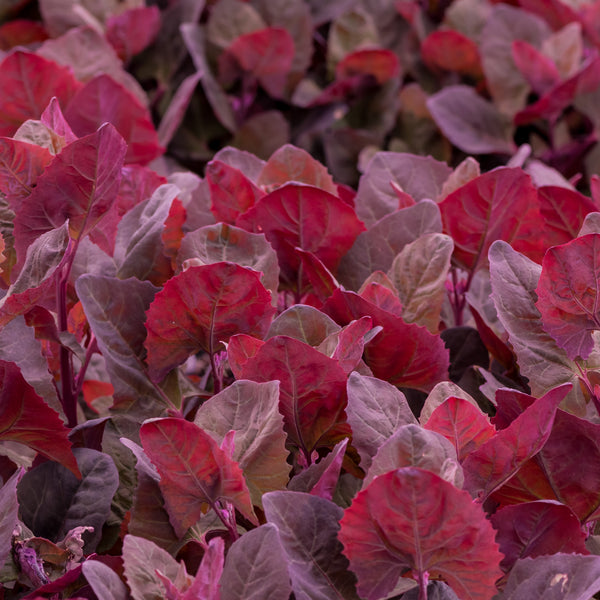 Magenta Orach