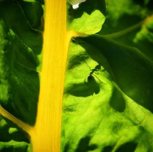 Swiss chard orange organic