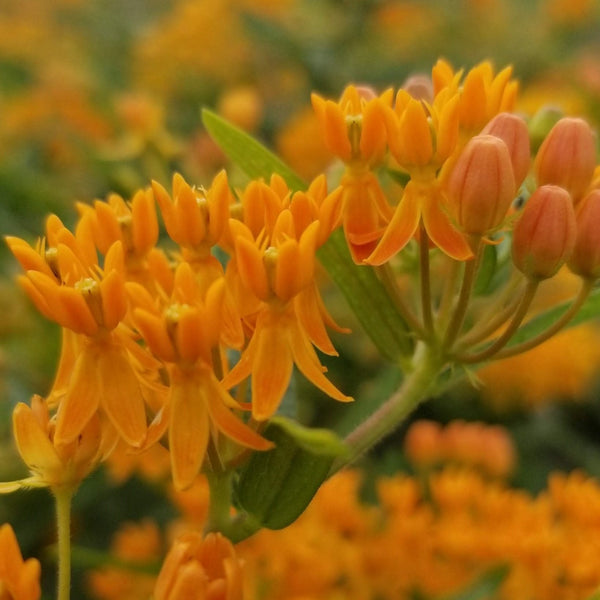 Milkweed 'Orange' organic