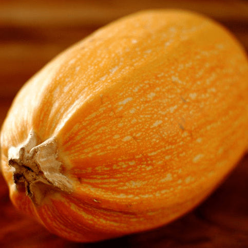 Courge spaghetti 'Orangeti' bio