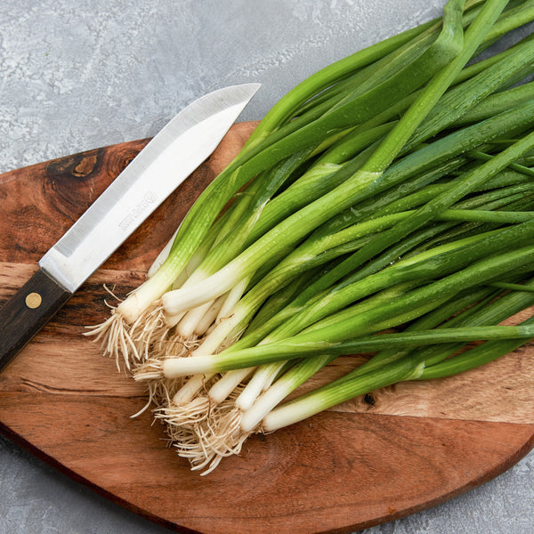 Bunching onion 'Parade' 