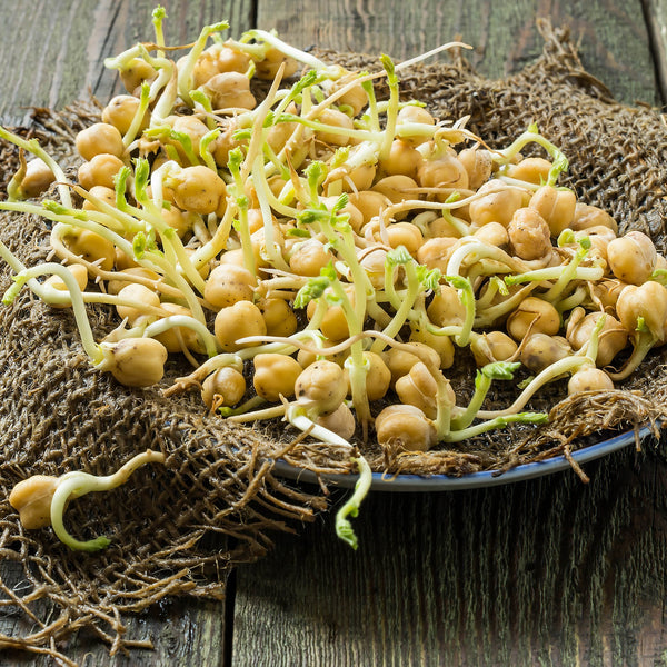 Sprouts / Microgreens Chickpea