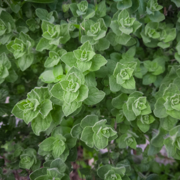 Greek Oregano