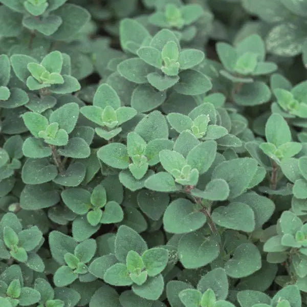 Oregano 'Cleopatra'