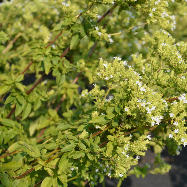 Organic Greek Oregano