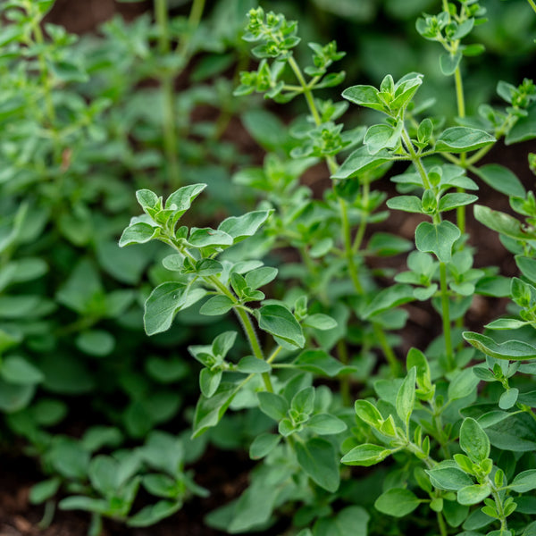 Sweet marjoram