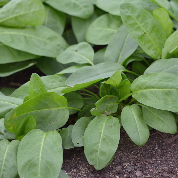 Organic Sorrel Spinach