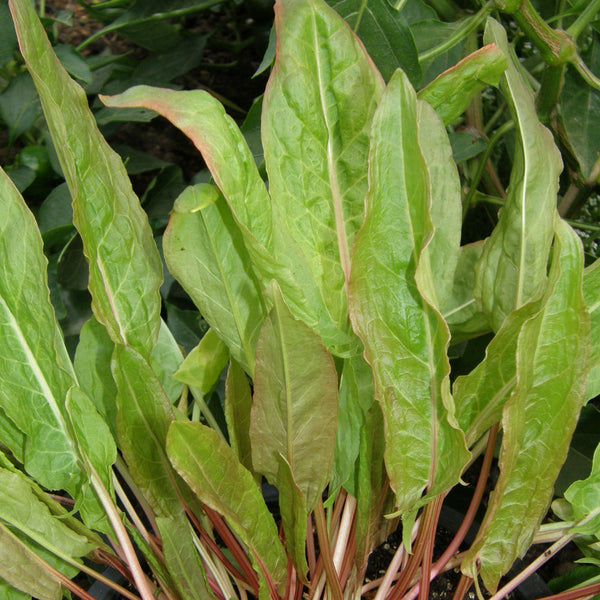 Organic Garden Sorrel