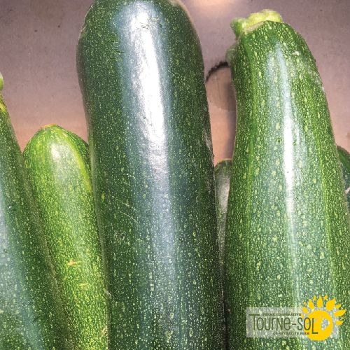 Dark green zucchini