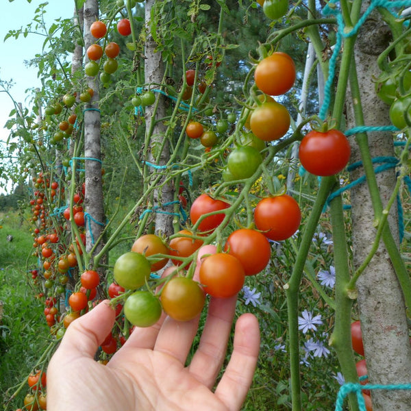 Tomato 'Rideau Sweet'