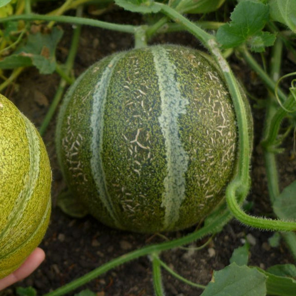 Melon 'Ha'Ogen'