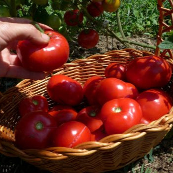 Tomate hâtive de l'Oural