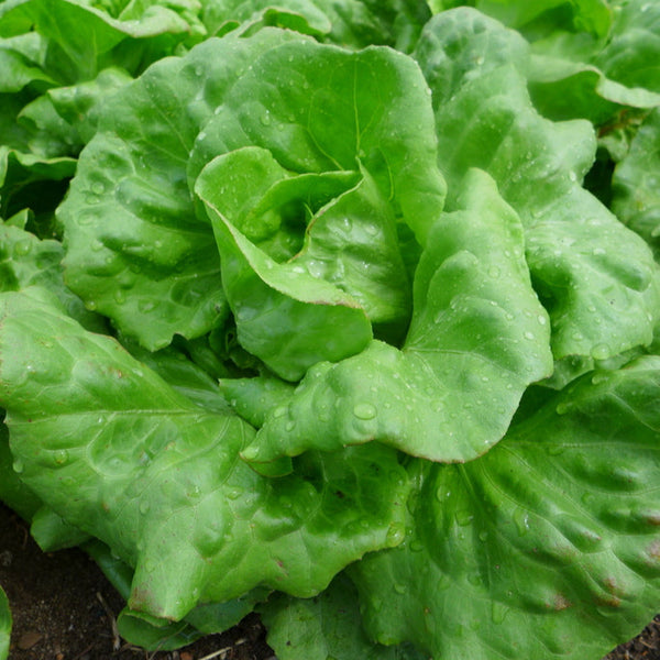 Lettuce 'From the Good Gardener'