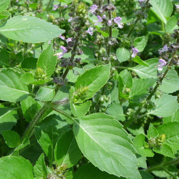 'Sacred' Basil