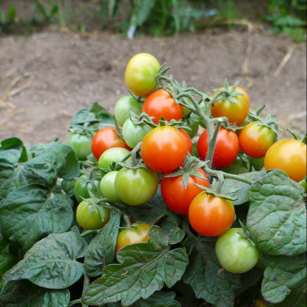 Tomato 'Birdie Rouge'