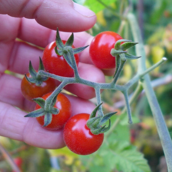 Tomato 'Petit Moineau'