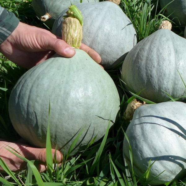 Squash 'Hubbard Blue Ballet'