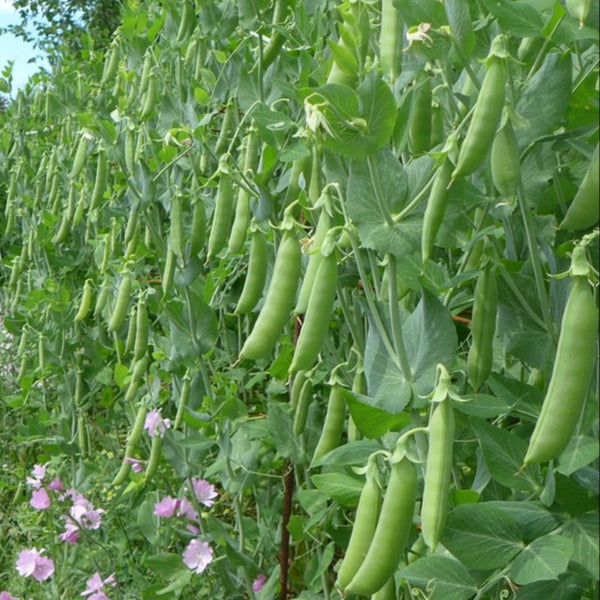 Peas 'Super Sugar Snap'