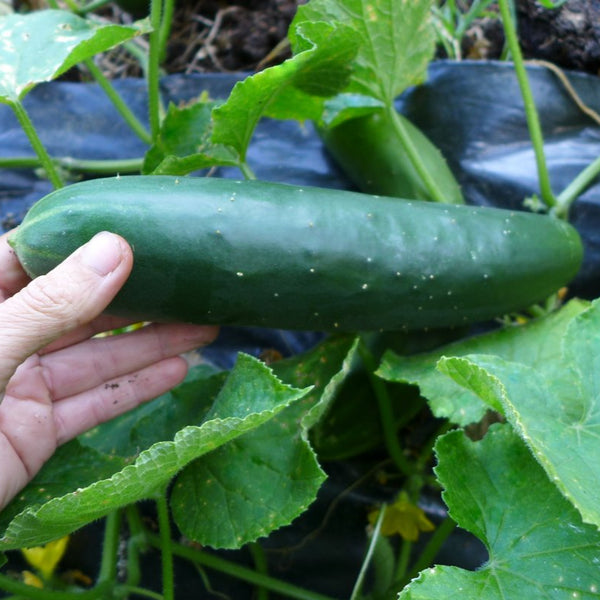 Cucumber 'Robichaud'