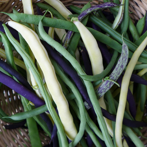 Climbing beans 'mange-tout mix'