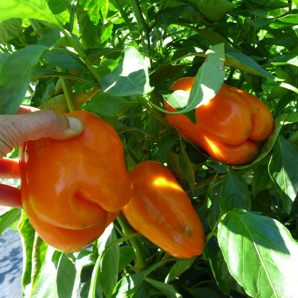 Sweet Pepper 'Orange Sun'