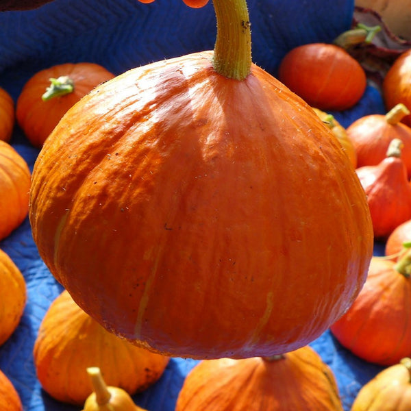 Courge 'Potimarron français'