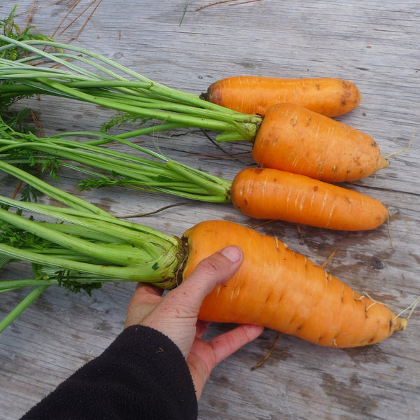 Carrot 'Chantenay'