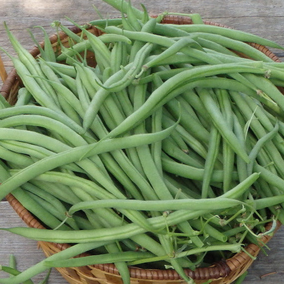 Bush Bean 'Castandel'