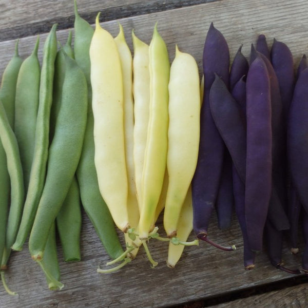 Bush beans 'Romano mix'