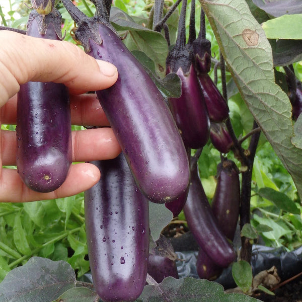 Aubergine 'Slim Jim'