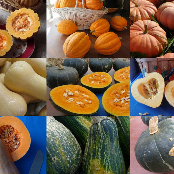 Mixed Winter Squash