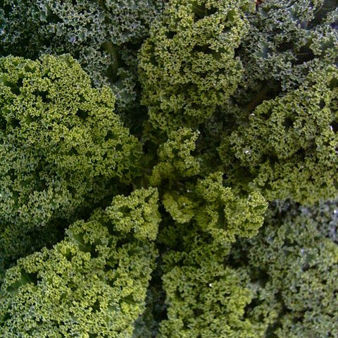 Dwarf Kale 'Blue Curled'