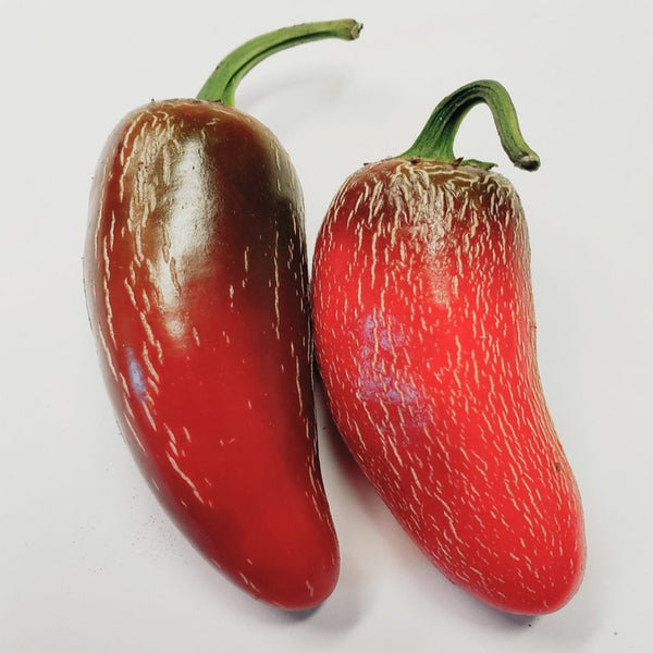 Poivron rouge 'Jalapeno Tam' bio