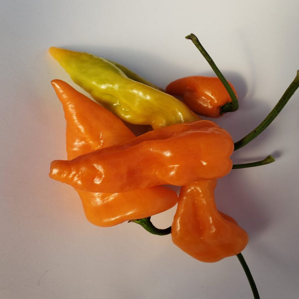 Organic 'Habanada' orange pepper