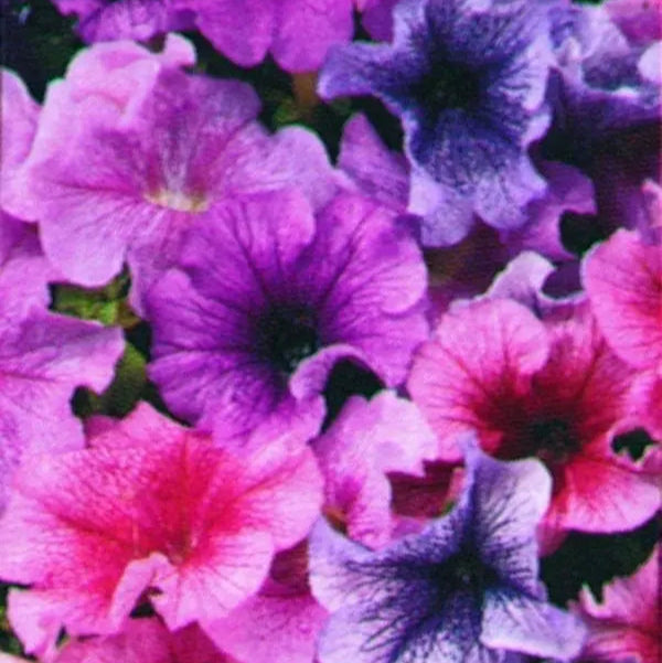 Petunia Daddy® Mix F1