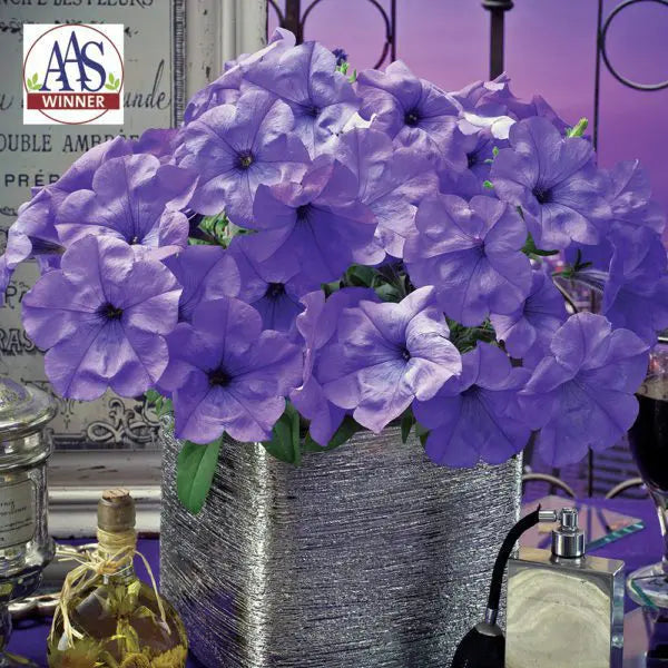 Petunia Evening Scentsation™ F1