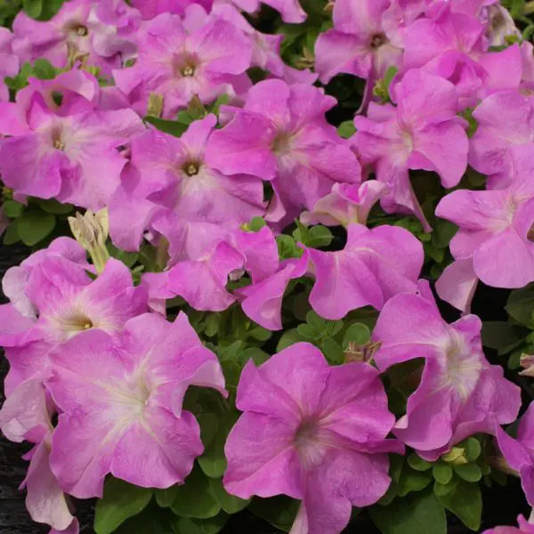 Petunia Limbo *GP* PINK F1