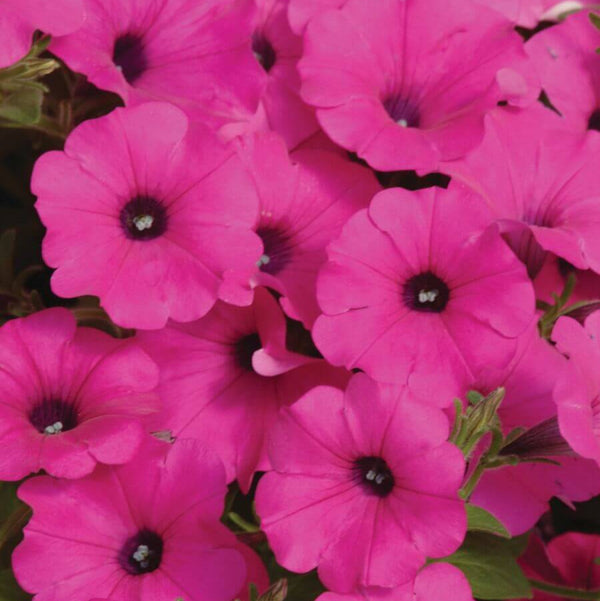 Pétunia 'Purple Wave'