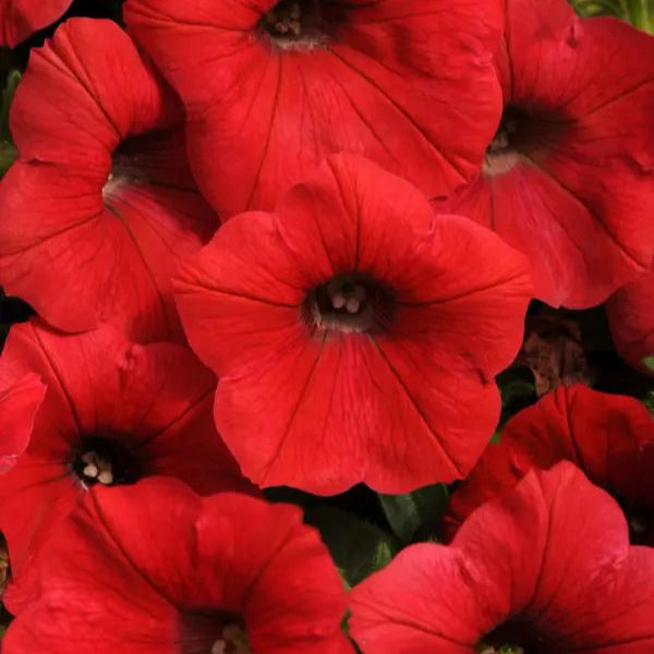 Pétunia Shock Wave® Red F1