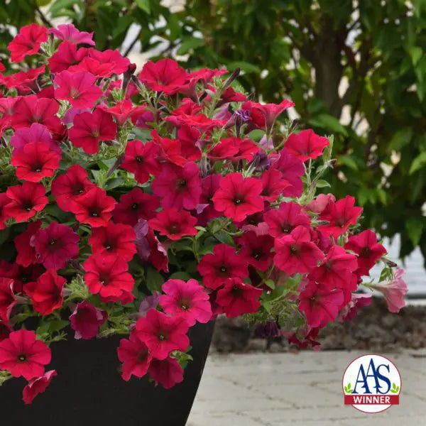 Pétunia Wave® Carmine Velour F1