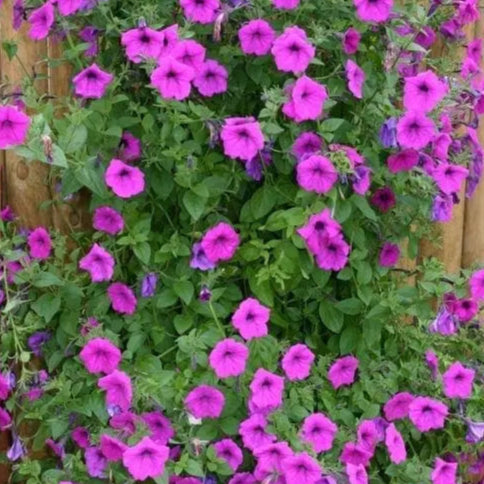 Climbing Petunia Tickled Pink™ F1