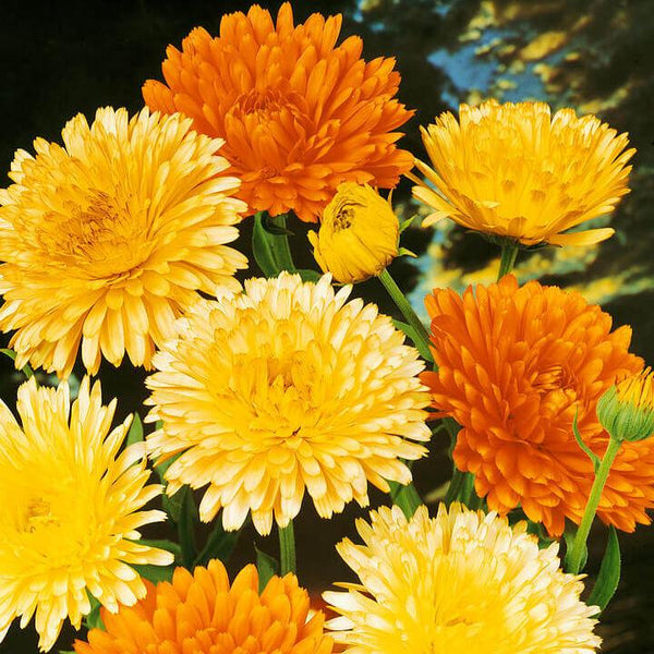 Calendule mélange 'Pacific Beauty'