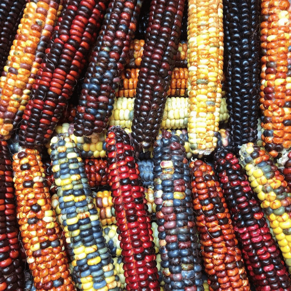 'Painted Mountain' Corn organic