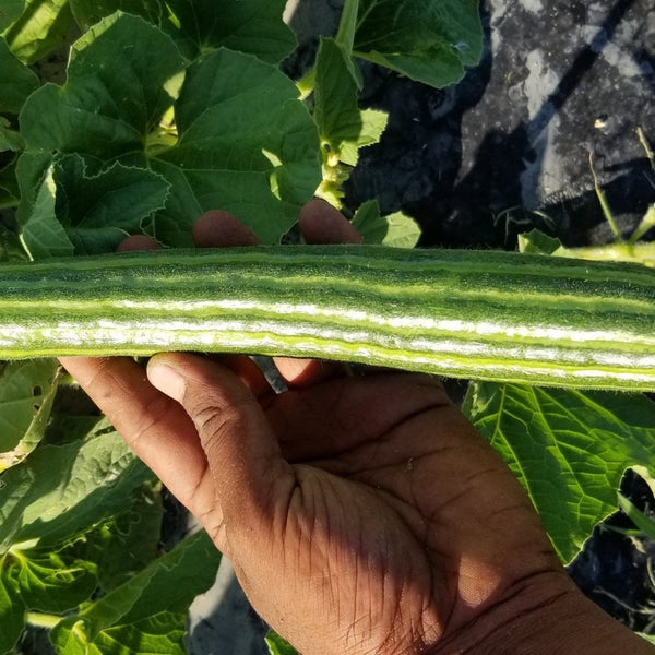 Cucumber 'Painted Serpent' Organic 