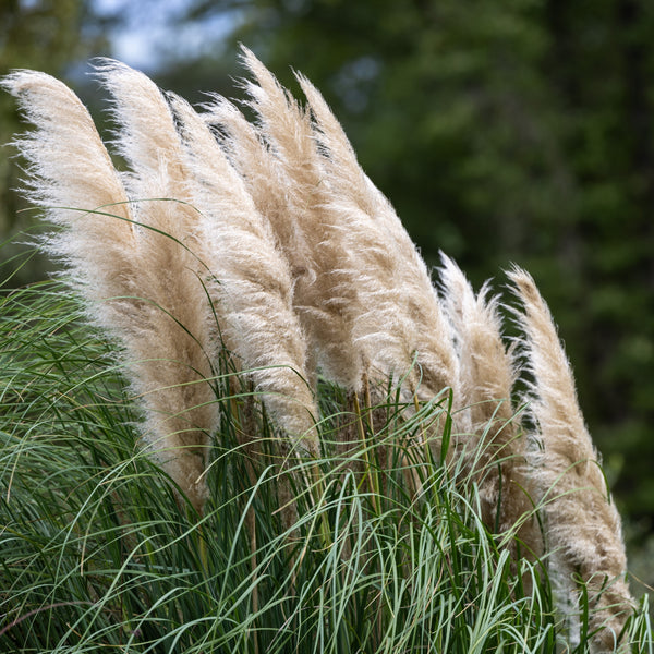 Herbe ornementale 'Pampas Panache Plume Blanche'